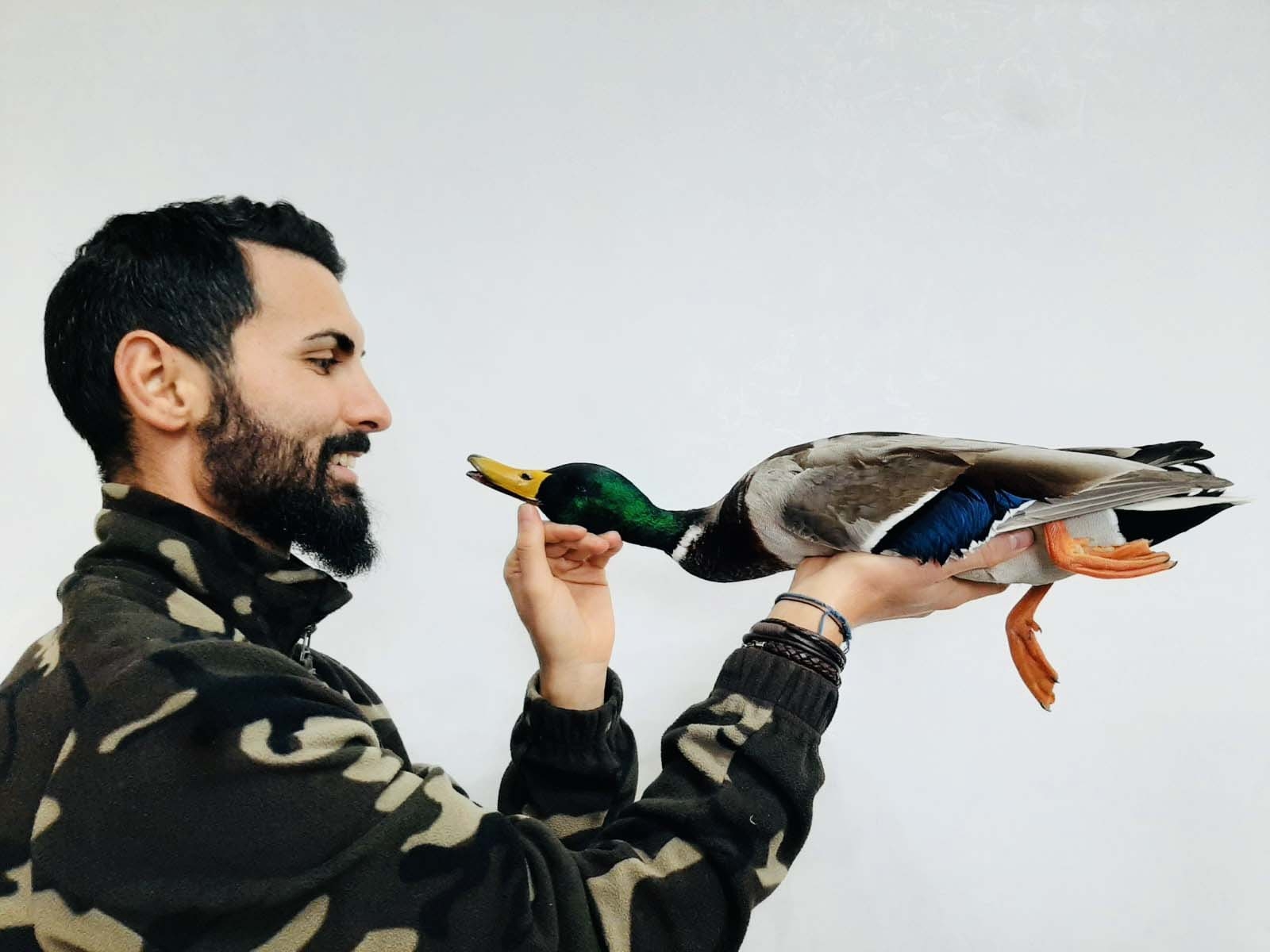 caccia-e-cucina: Cucinare la selvaggina: petto di Germano reale scottato in padella e ripassato al forno caccia-e-cucina: Cucinare la selvaggina: petto di Germano reale scottato in padella e ripassato al forno