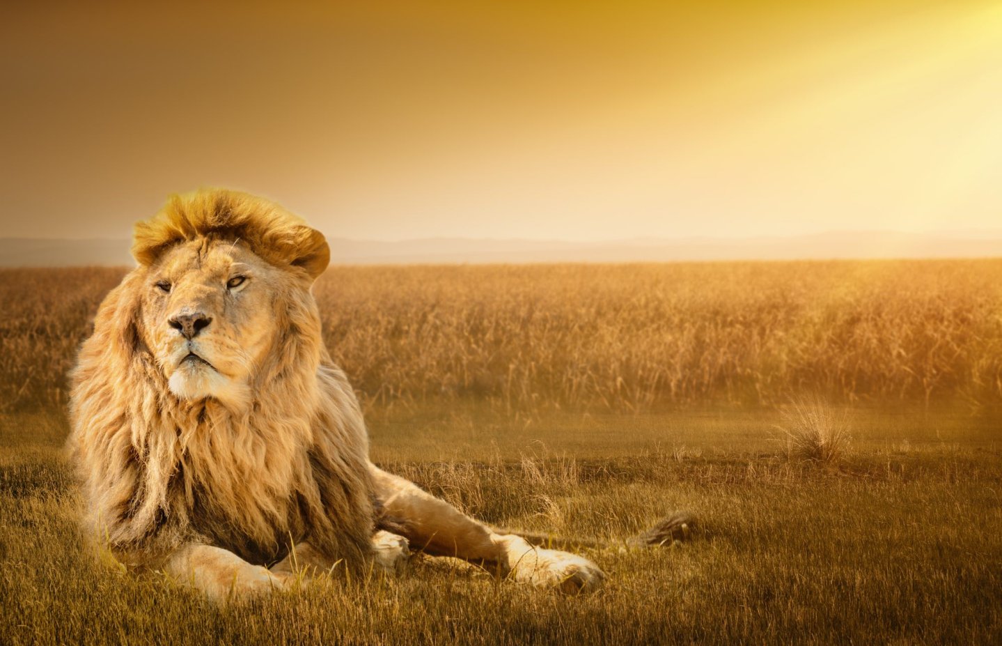 In 33.000 contro la convention del Safari Club Italian Chapter leone sdraiato su erba