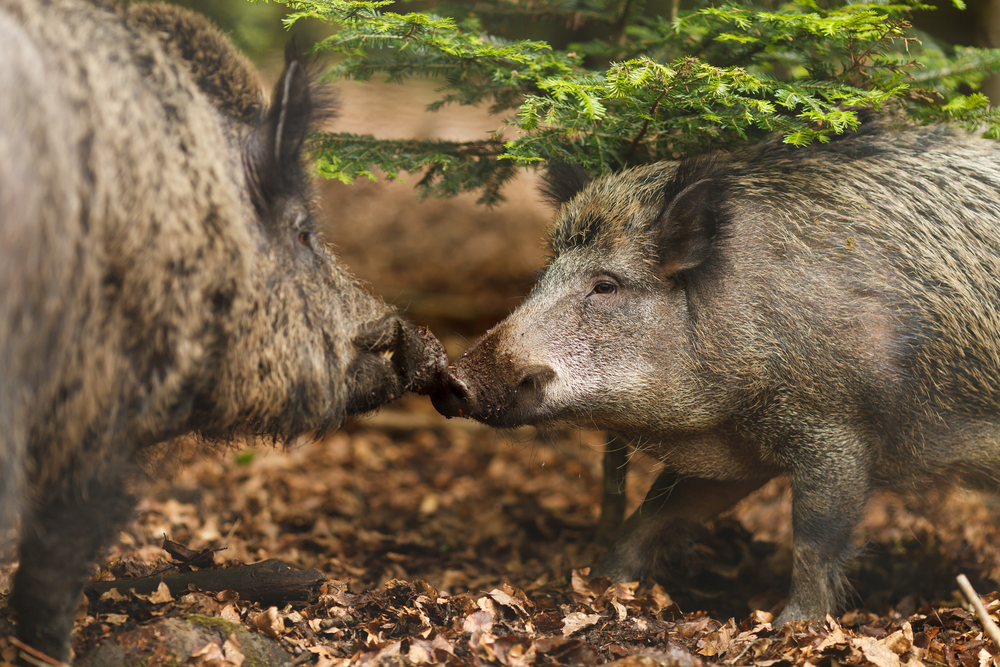 gestione-del-territorio: Sardegna: proteste delle opposizioni contro il piano faunistico