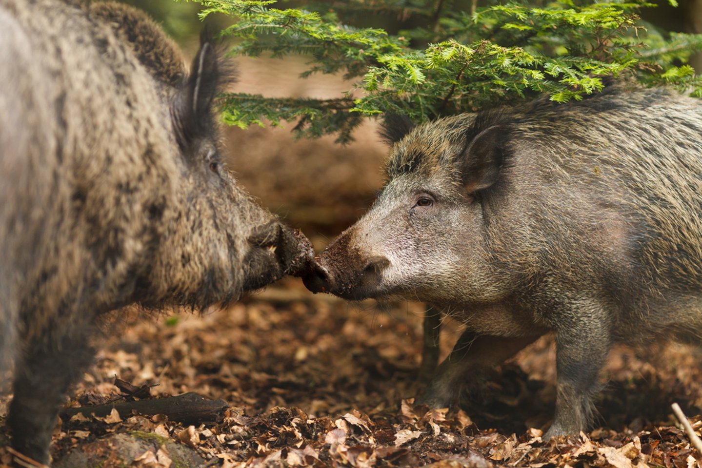 Sardegna: proteste delle opposizioni contro il piano faunistico Cinghiale
