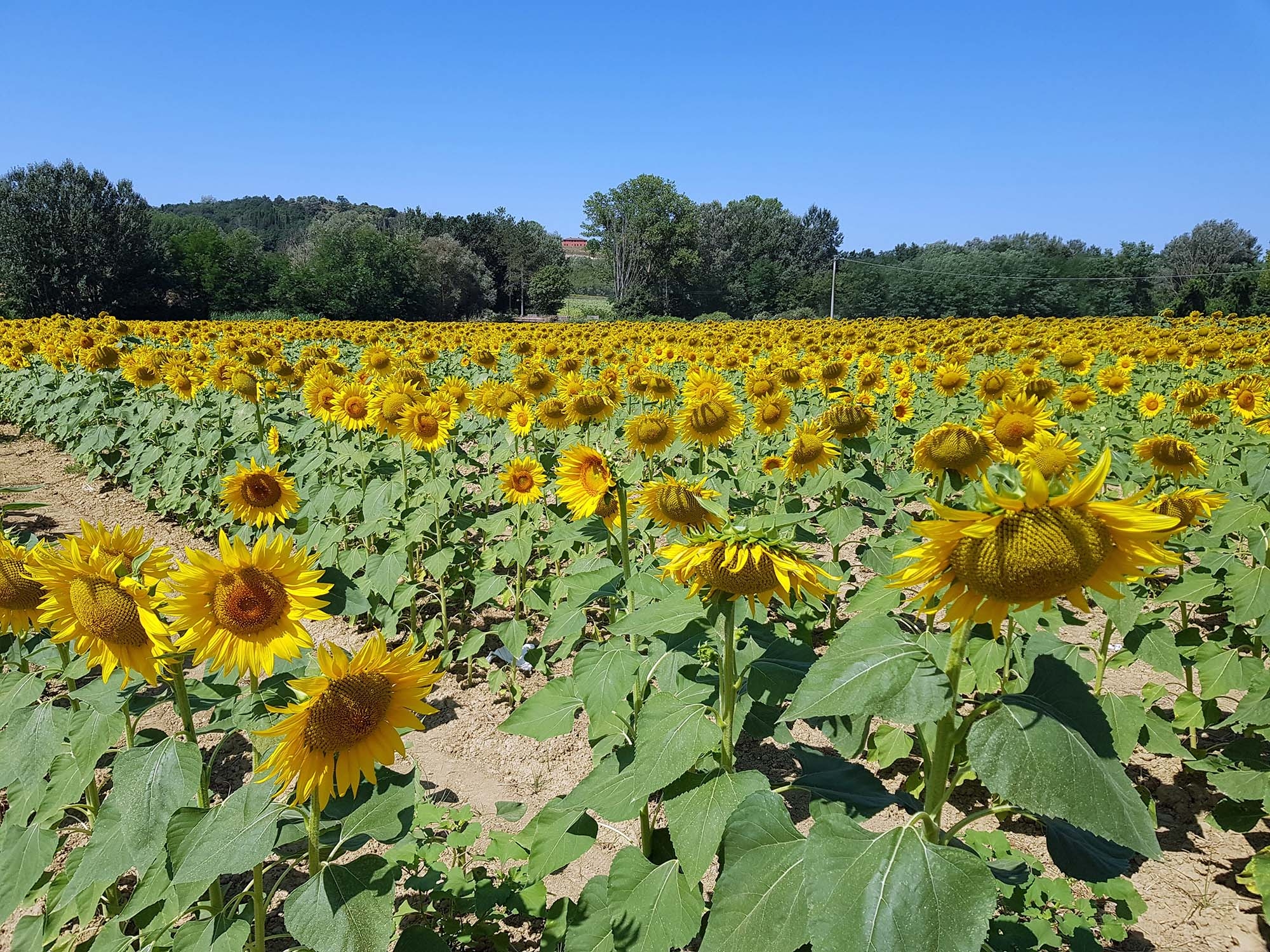 cultura-venatoria: Scandalo Preapertura!