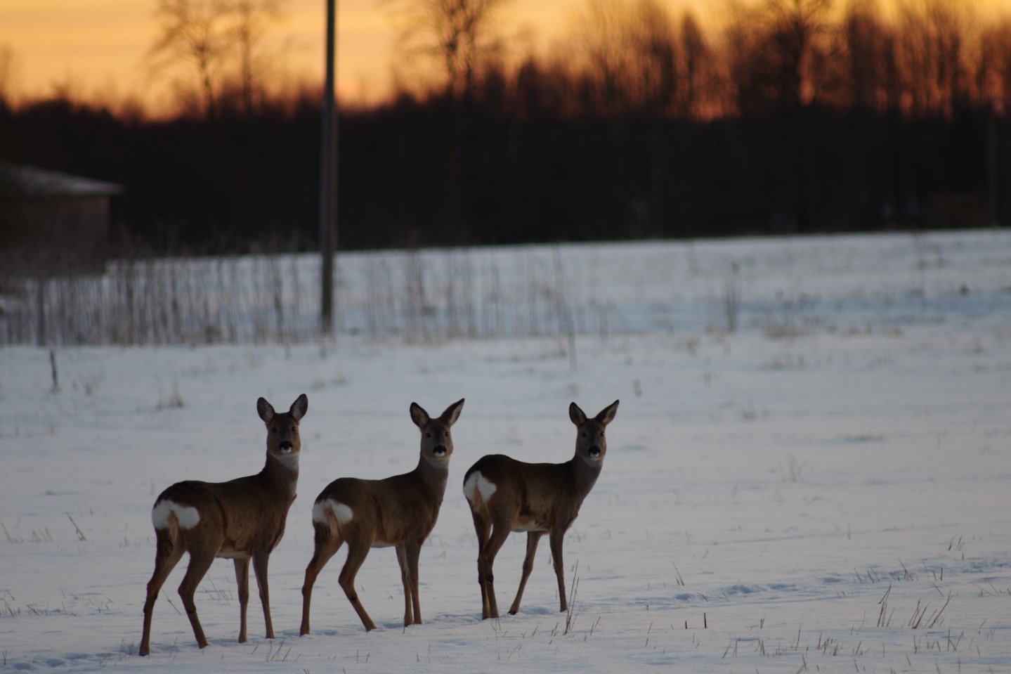 Caccia al capriolo d'inverno Caccia al capriolo d'inverno