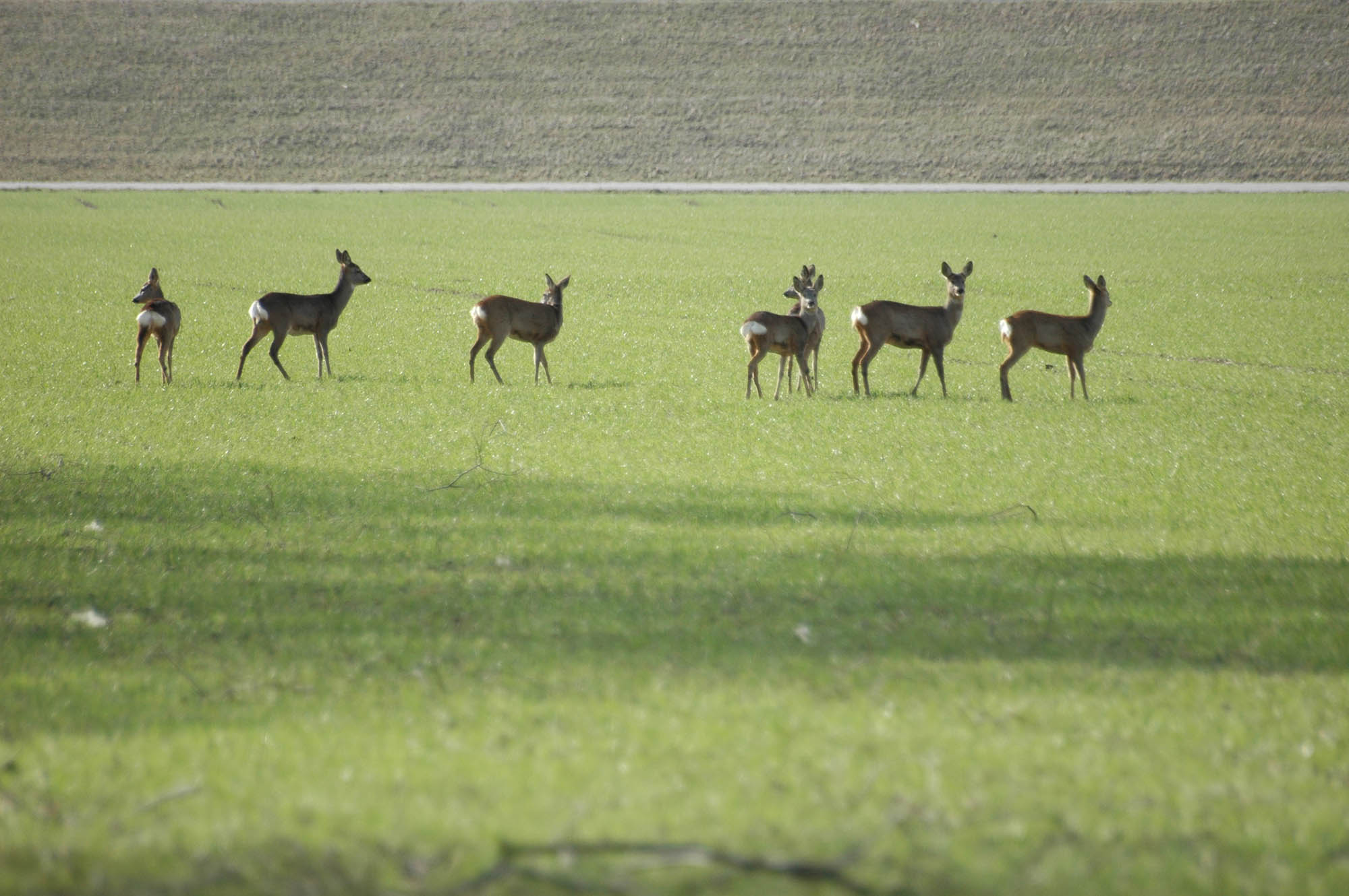 caccia-al-capriolo: Caccia al capriolo: selezione invernale caccia-al-capriolo: Caccia al capriolo: selezione invernale