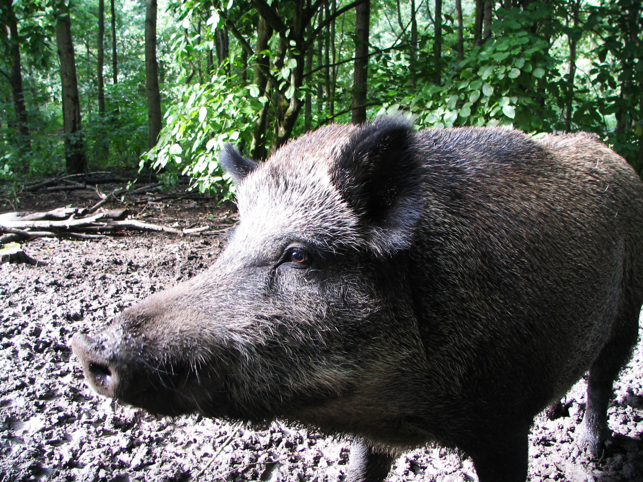 tecnica: Caccia di selezione