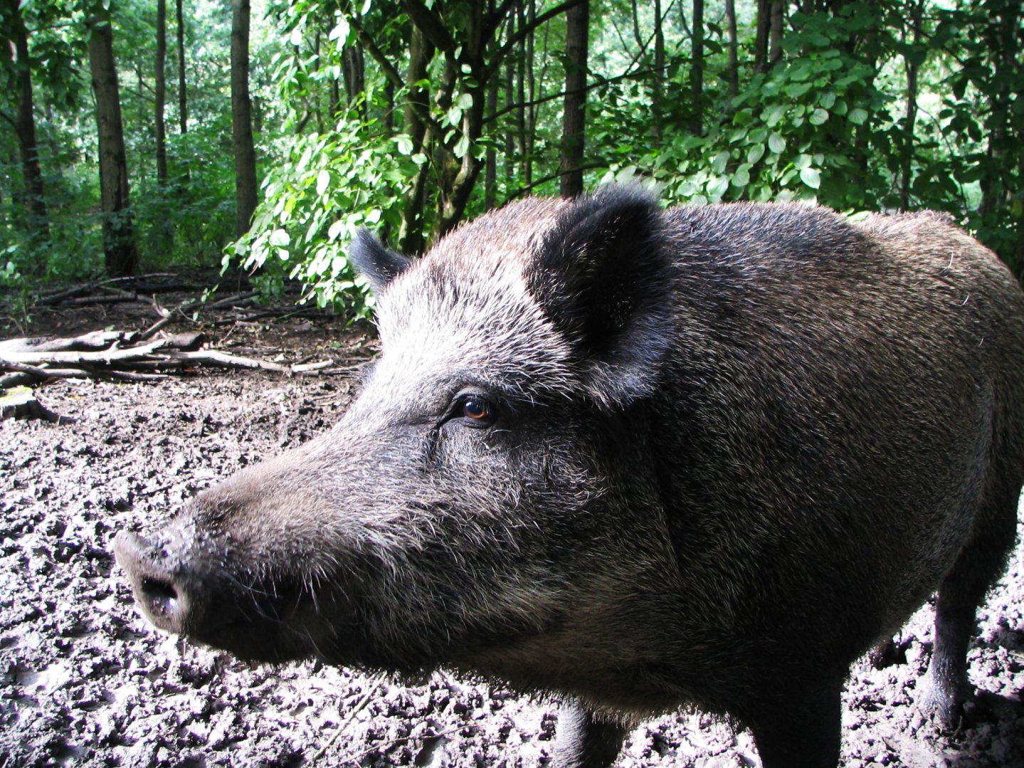 Caccia di selezione Caccia di selezione