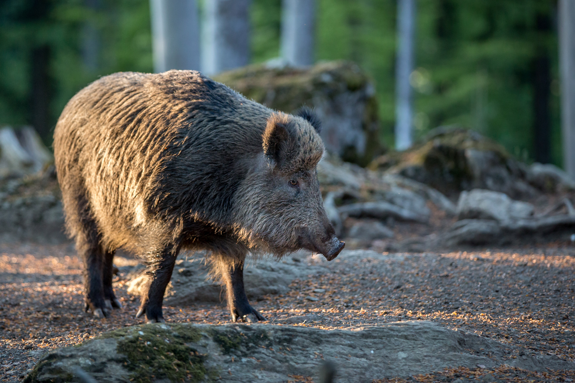 legislazione-venatoria: Immissione cinghiali nei recinti d'addestramento, ok definitivo