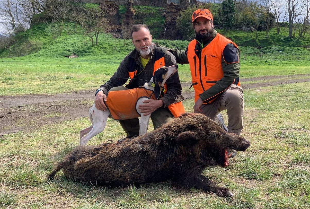 cinghiale: Cinghiali: un problema da affrontare. Soluzioni e progetti per il contenimento di questa specie cinghiale: Cinghiali: un problema da affrontare. Soluzioni e progetti per il contenimento di questa specie
