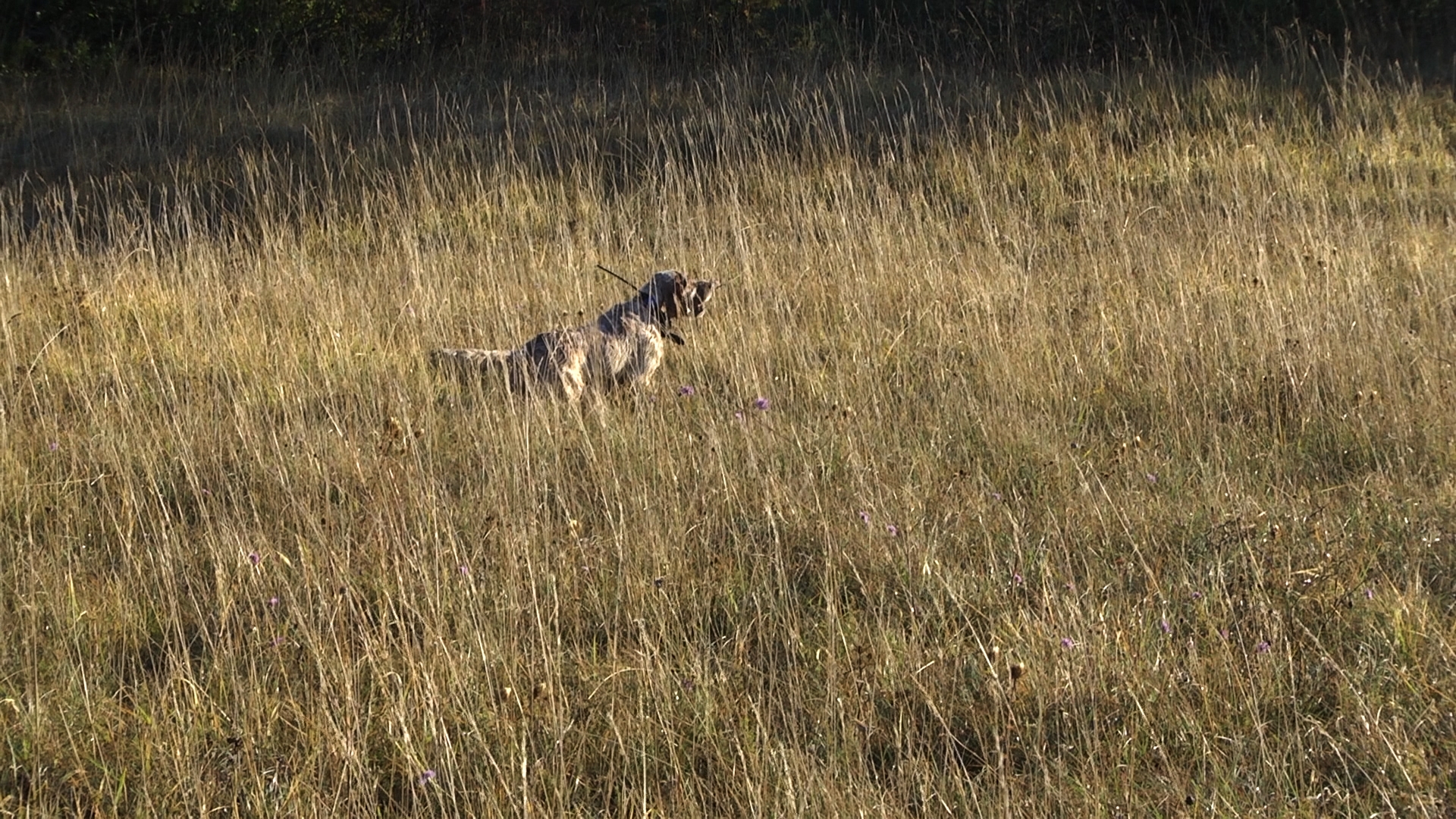 caccia-alle-starne: Caccia alle starne con i cani da ferma caccia-alle-starne: Caccia alle starne con i cani da ferma