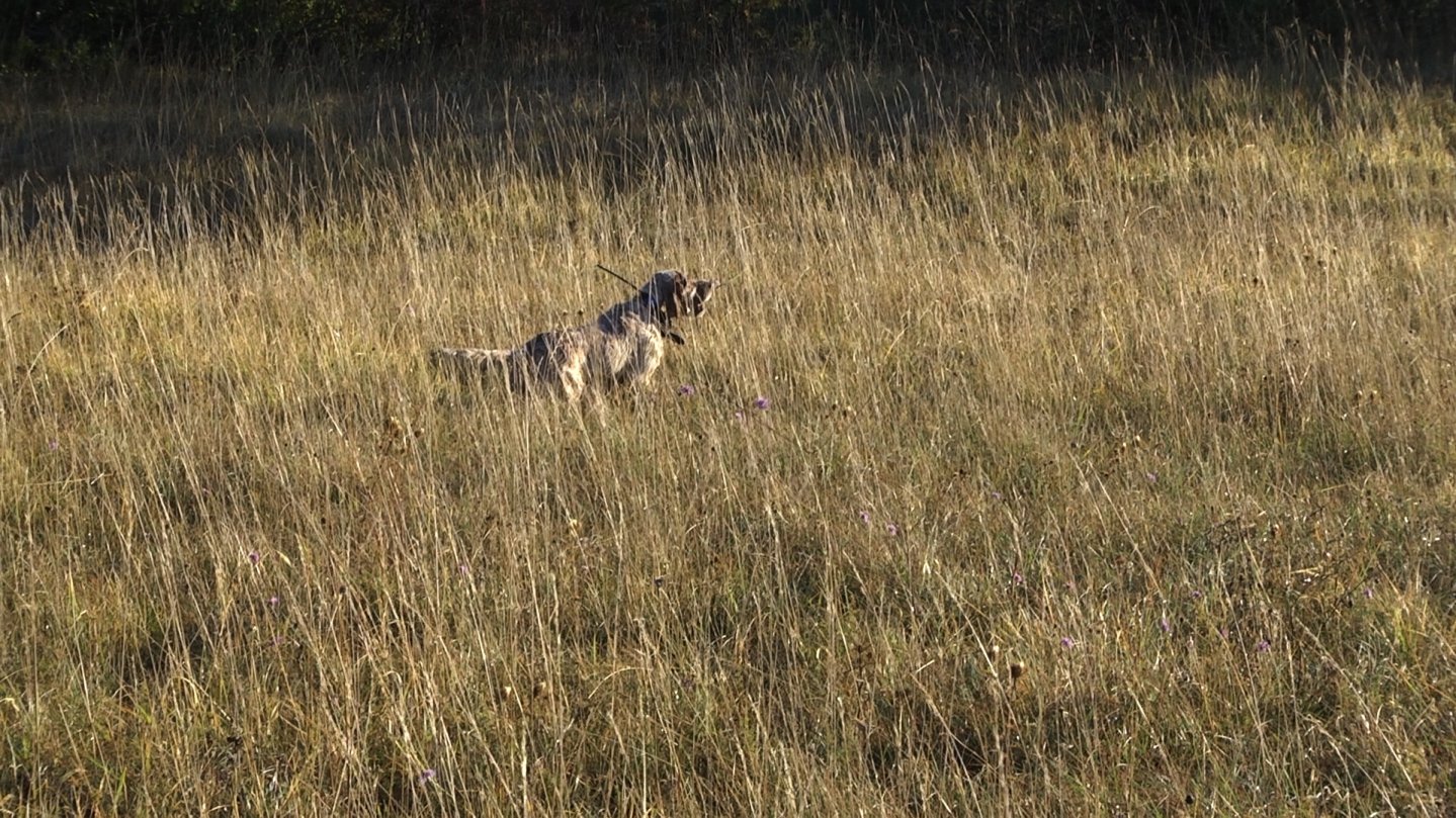 Caccia alle starne CACCIA STARNE RISERVA CLDAROLA.00_04_11_09.Immagine011.jpg
