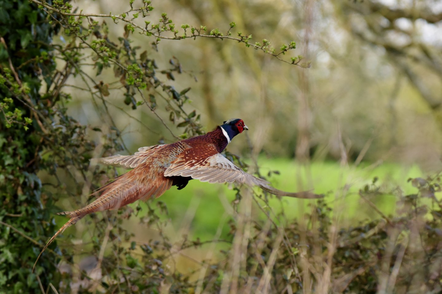 Tar Abruzzo respinge ricorso Arcicaccia Un fagiano in volo nel bosco