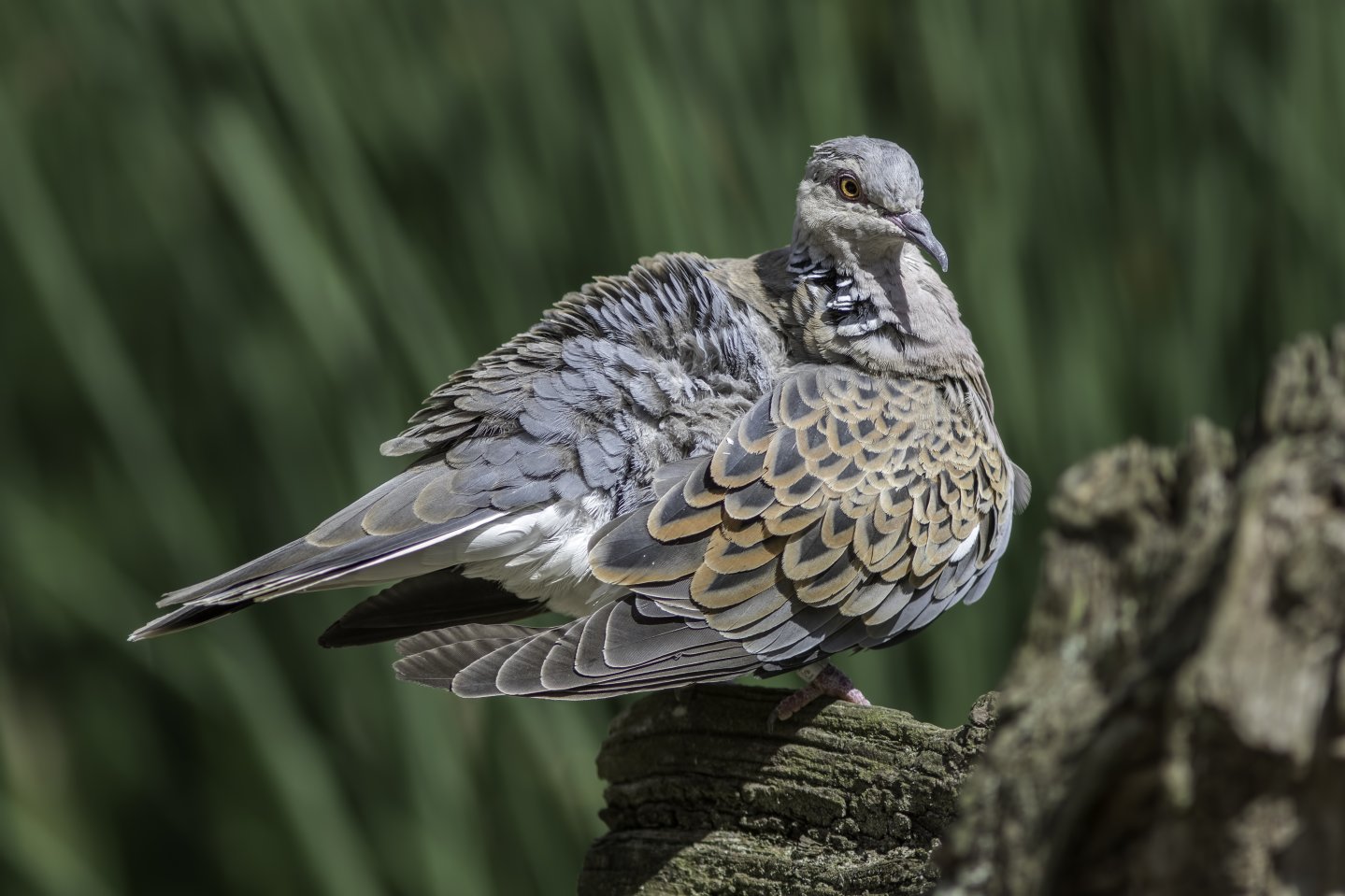 Una tortora con penne arruffate su un ramo