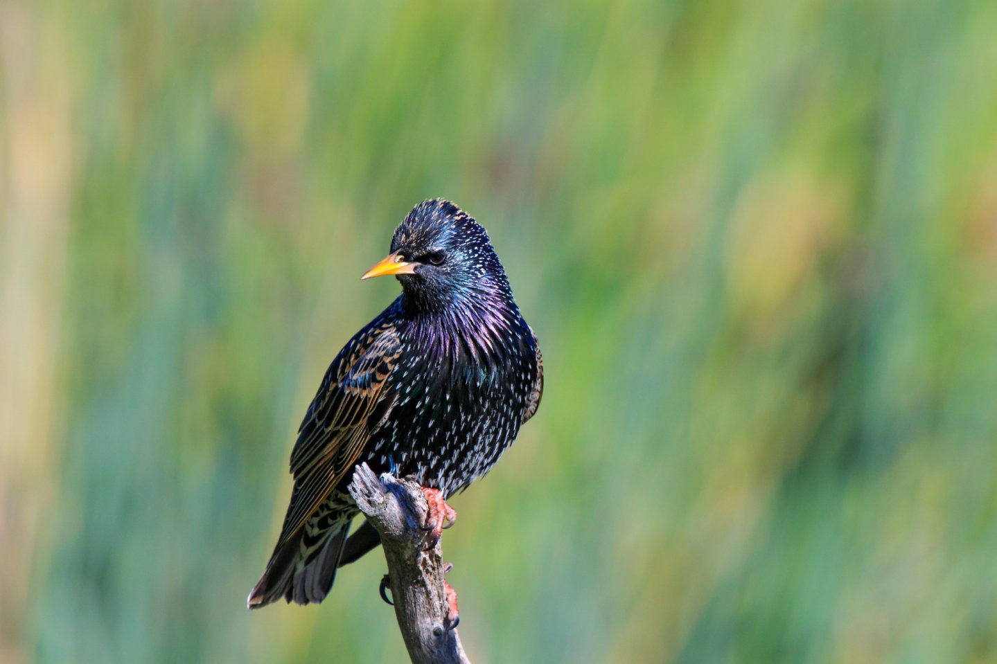 Uno storno su un ramo