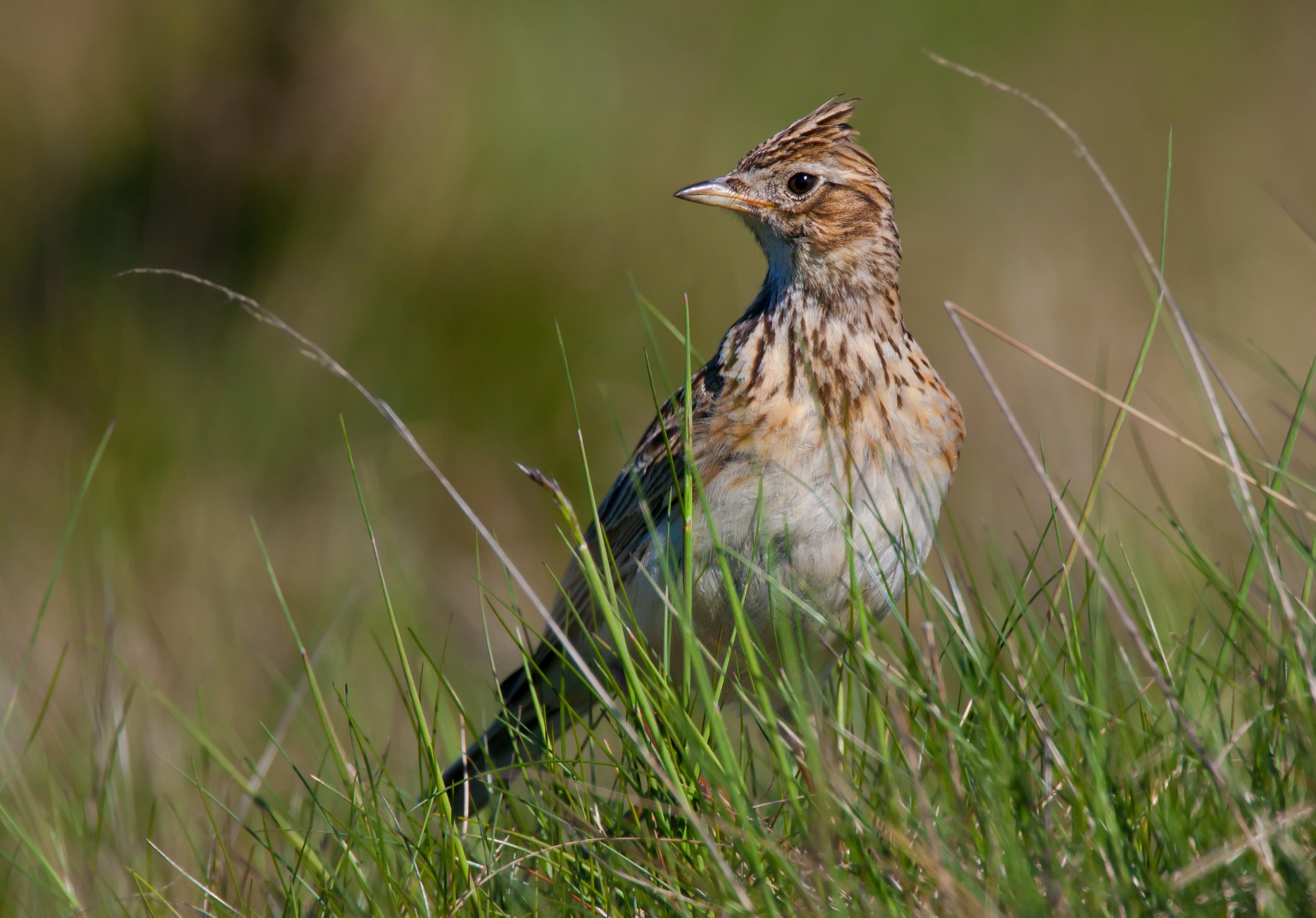 caccia: Calendario venatorio, il Tar della Lombardia respinge ricorso LAC