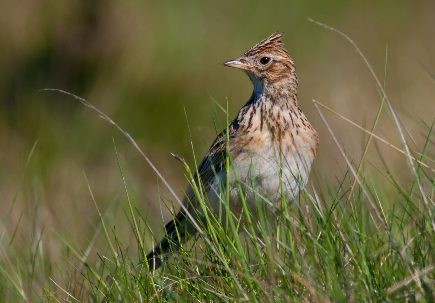 Tar Lombardia respinge ricorso LAC su calendario venatorio Un'allodola nell'erba