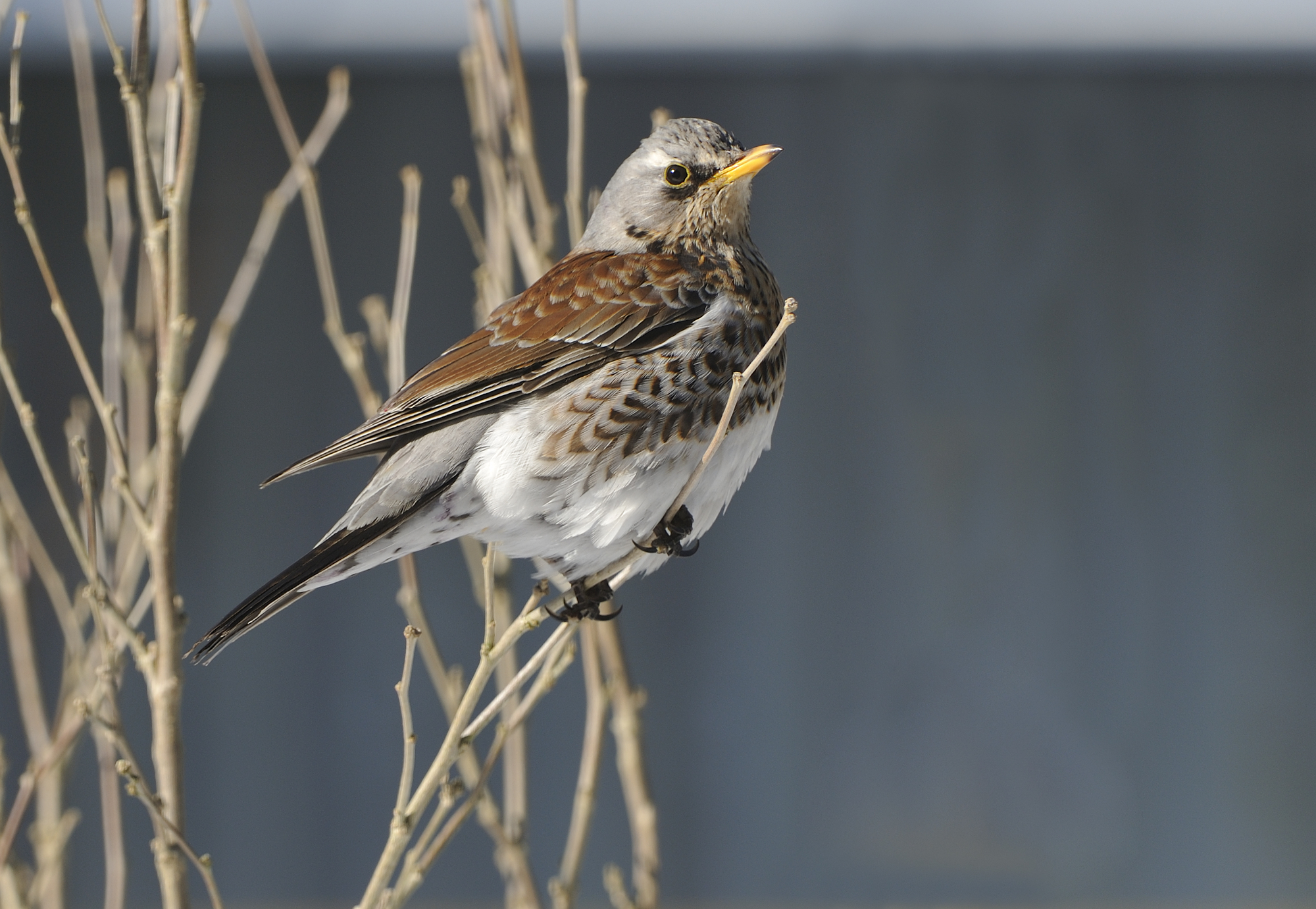 legge: Tar Marche: no a potere sostitutivo del governo su calendari migratoria