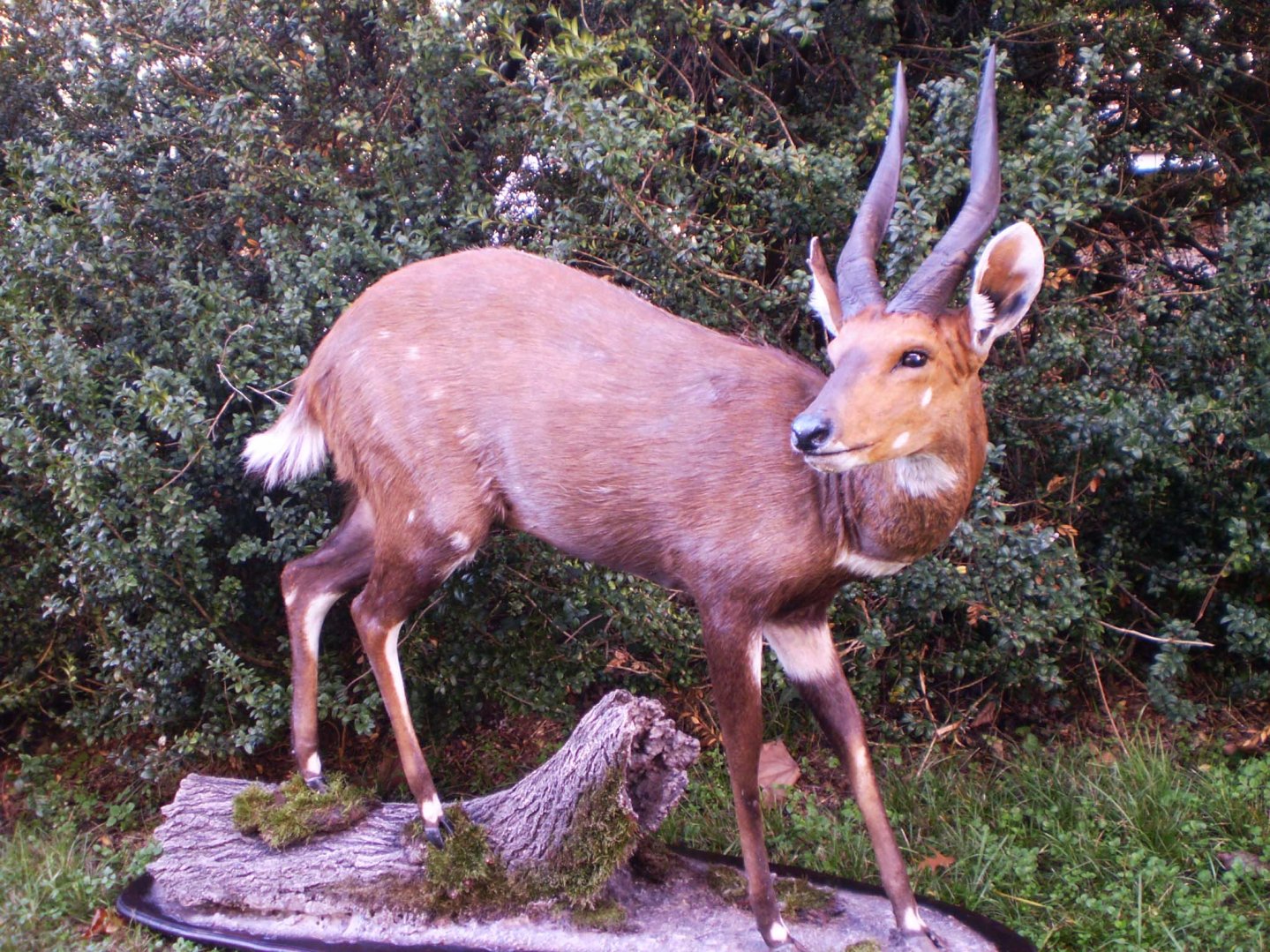 Tassidermia: storia e tecniche 