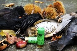 Caccia ai tordi Caccia ai tordi