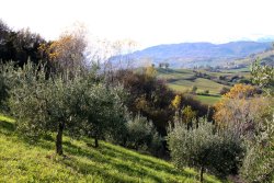 Caccia ai tordi Caccia ai tordi