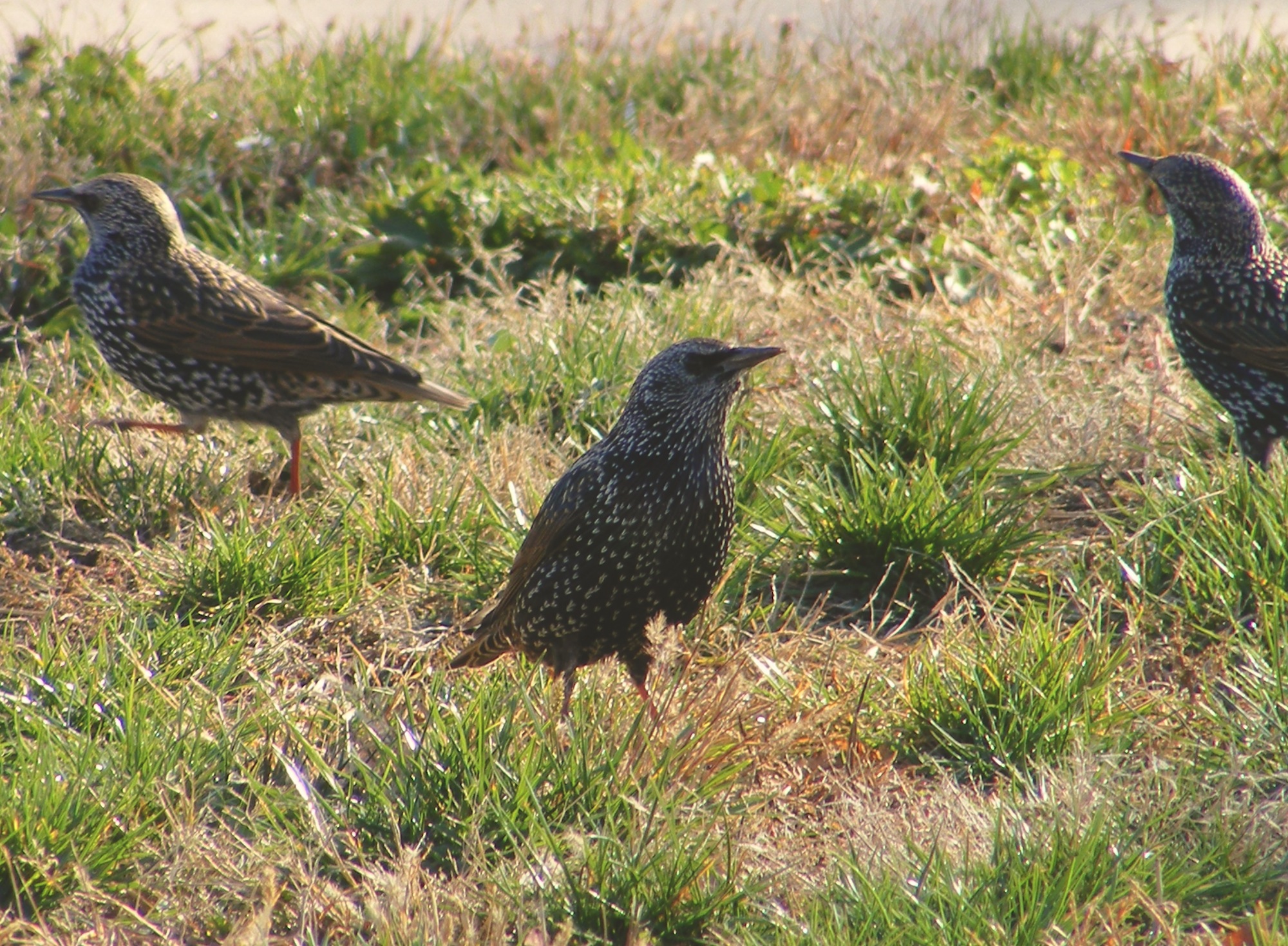 caccia: Torna il problema storni per la campagna olivicola