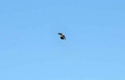 Caccia alle tortore Caccia alle tortore