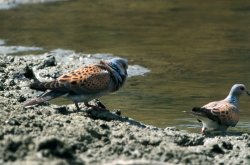 Caccia alle tortore Caccia alle tortore