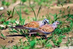 Caccia alle tortore Caccia alle tortore
