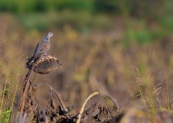 Migrazioni primaverili Migrazioni primaverili