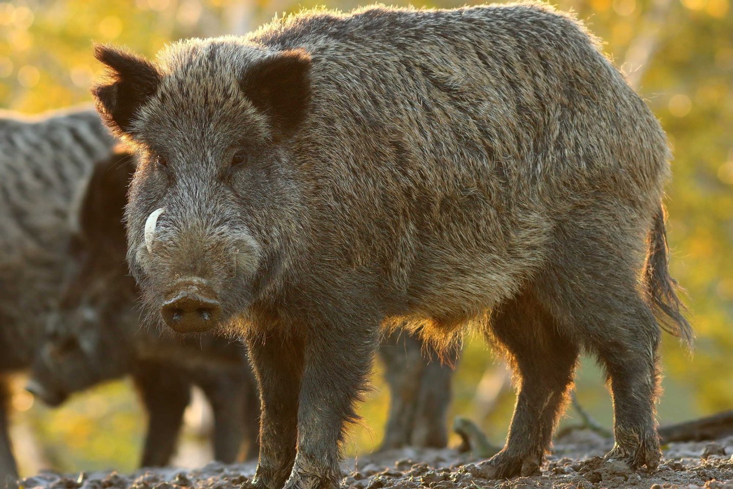 Toscana, caccia alla volpe e braccata per cinghiale Un cinghiale in primo piano guarda l'obiettivo