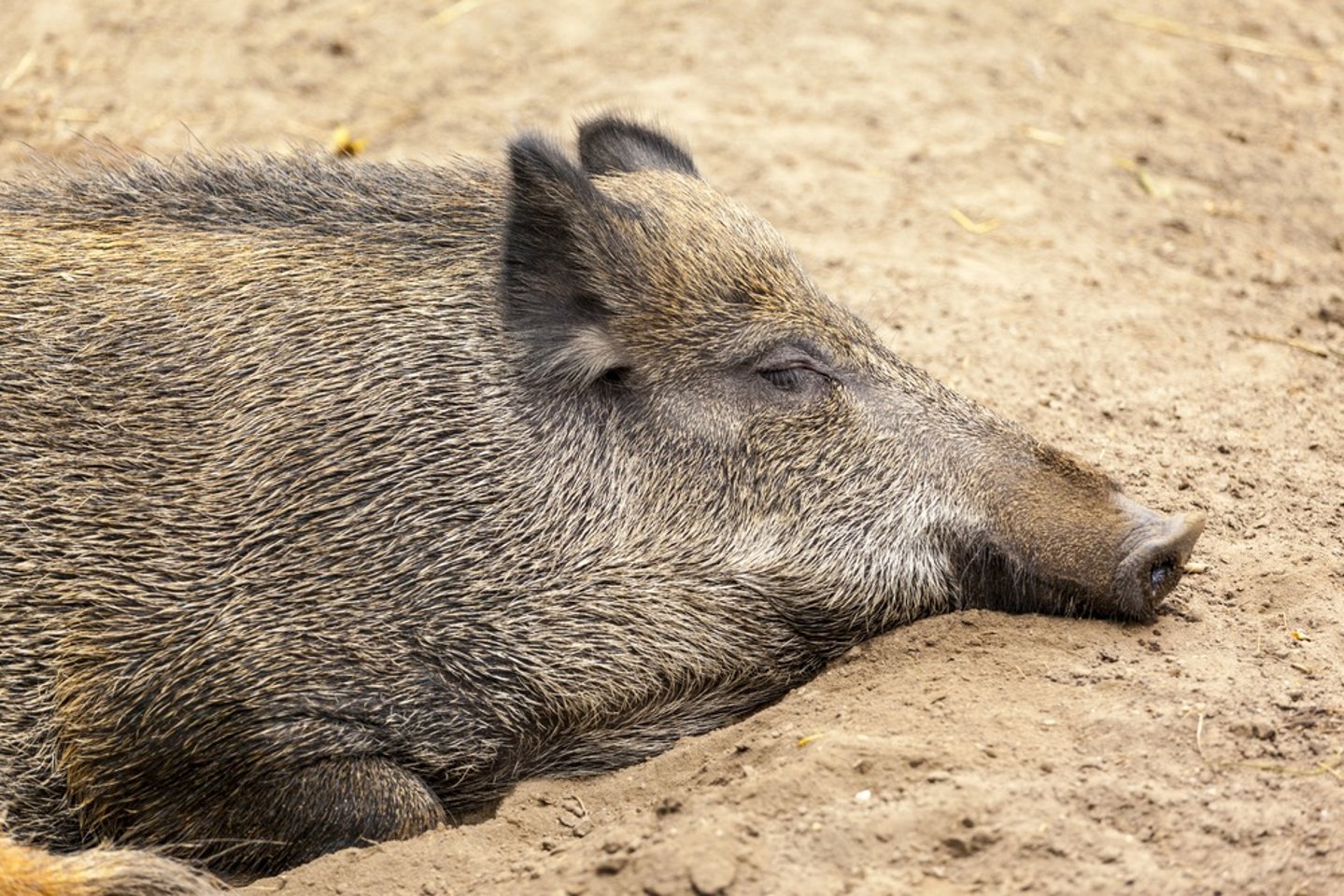 Caccia e biodiversita