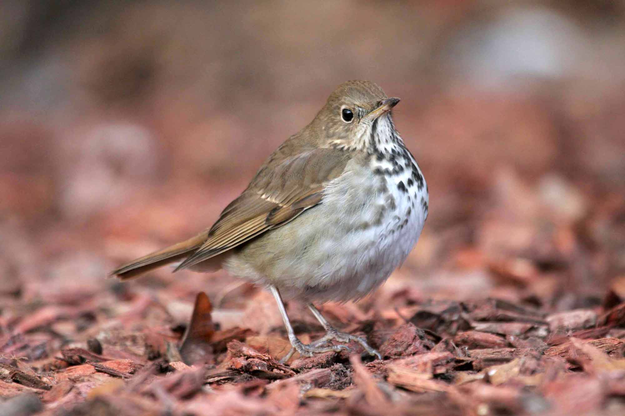 tecnica: Caccia ai turdidi al capanno... la scelta del luogo