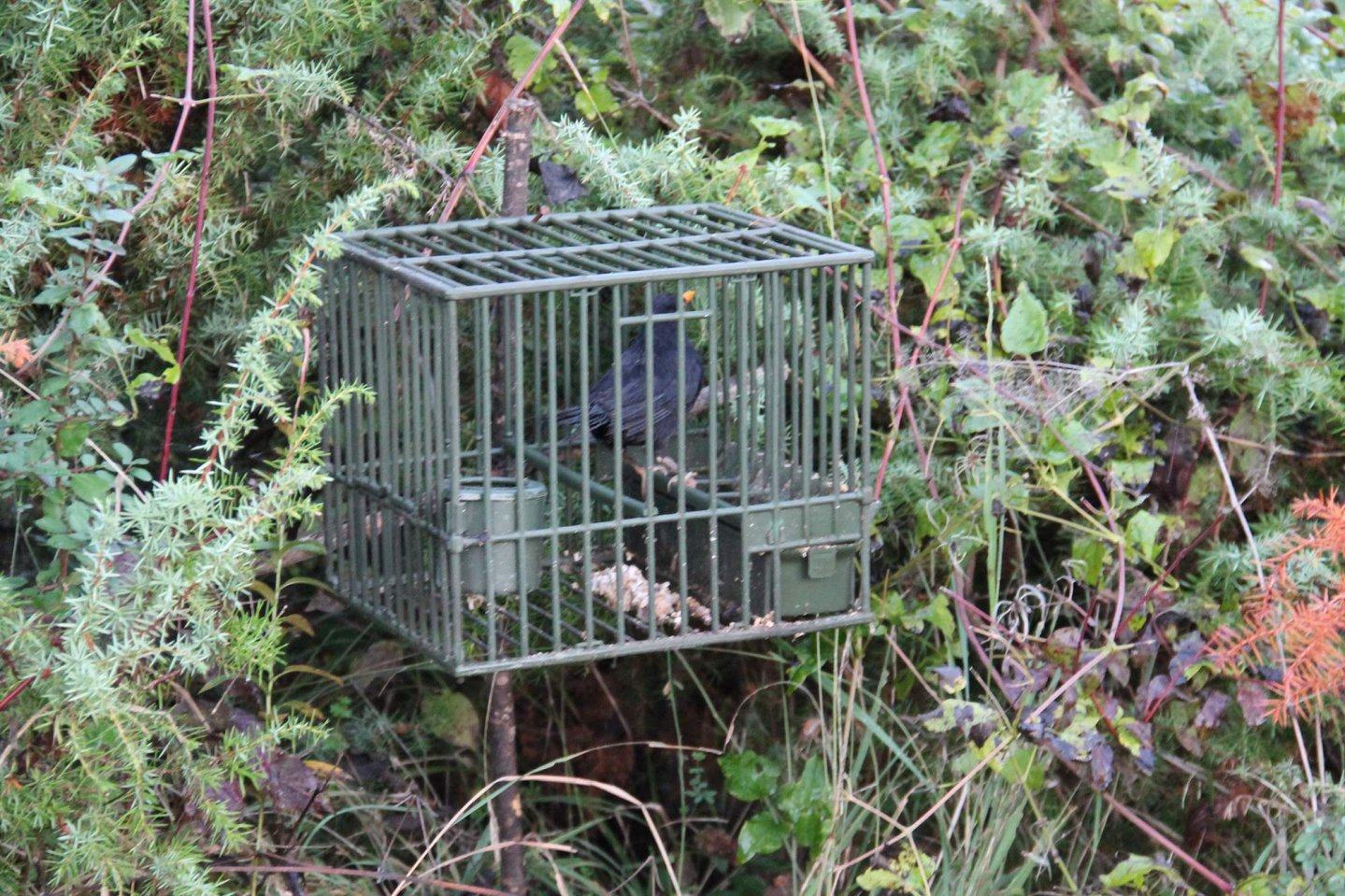 caccia d'appostamento