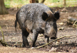 Caccia e Cacciatori a tutela dell’agricoltura Cinghiale