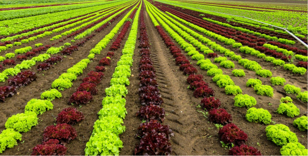 ambiente: Caccia e Cacciatori a tutela dell’agricoltura ambiente: Caccia e Cacciatori a tutela dell’agricoltura
