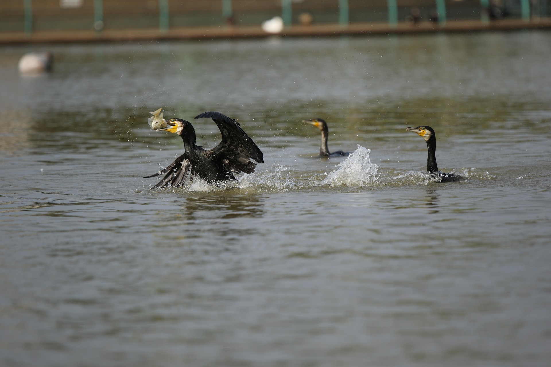 acr associazione cultura rurale: Tutela dell’ambiente e del territorio: Cormorano da gestire acr associazione cultura rurale: Tutela dell’ambiente e del territorio: Cormorano da gestire