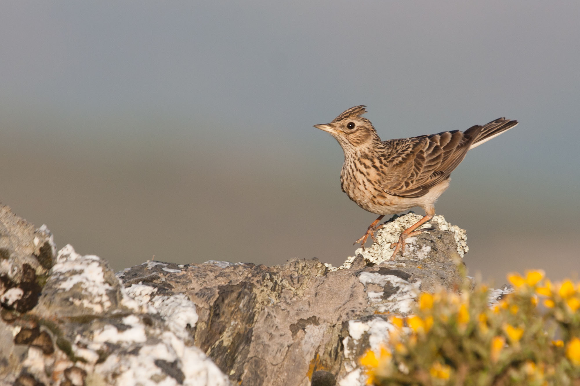 caccia-alle-allodole: Ufficio Avifauna Migratoria: pubblicati gli studi sulla migrazione delle allodole