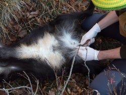 Il corretto trattamento della spoglia Eviscerazione ungulati