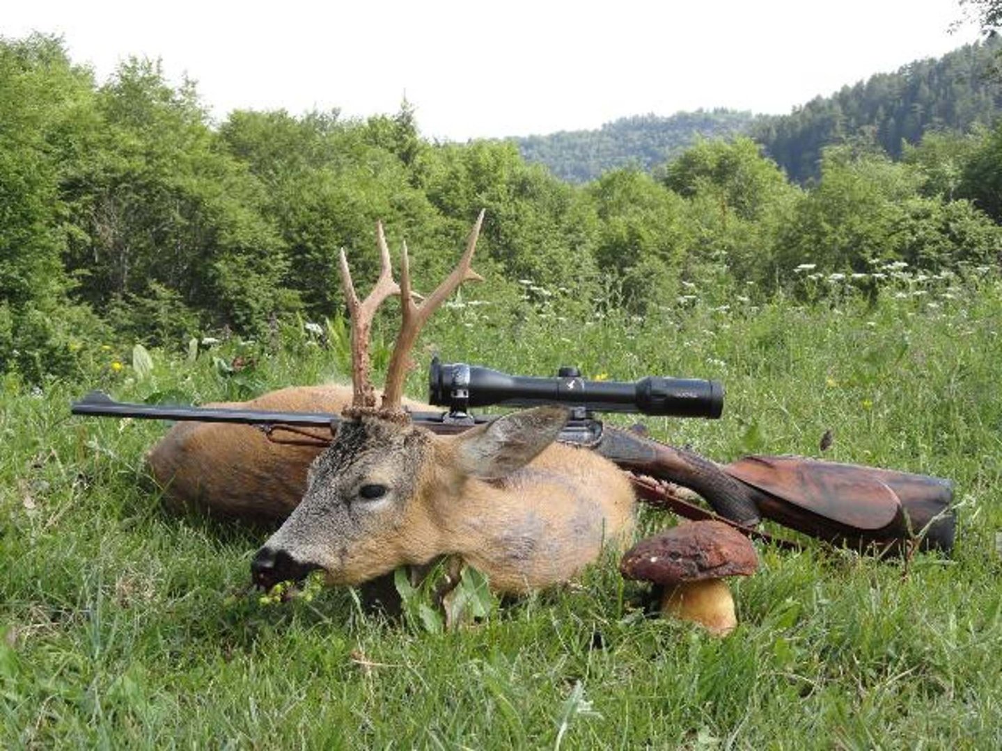 Il corretto trattamento della spoglia Selvatico abbattuto con fucile