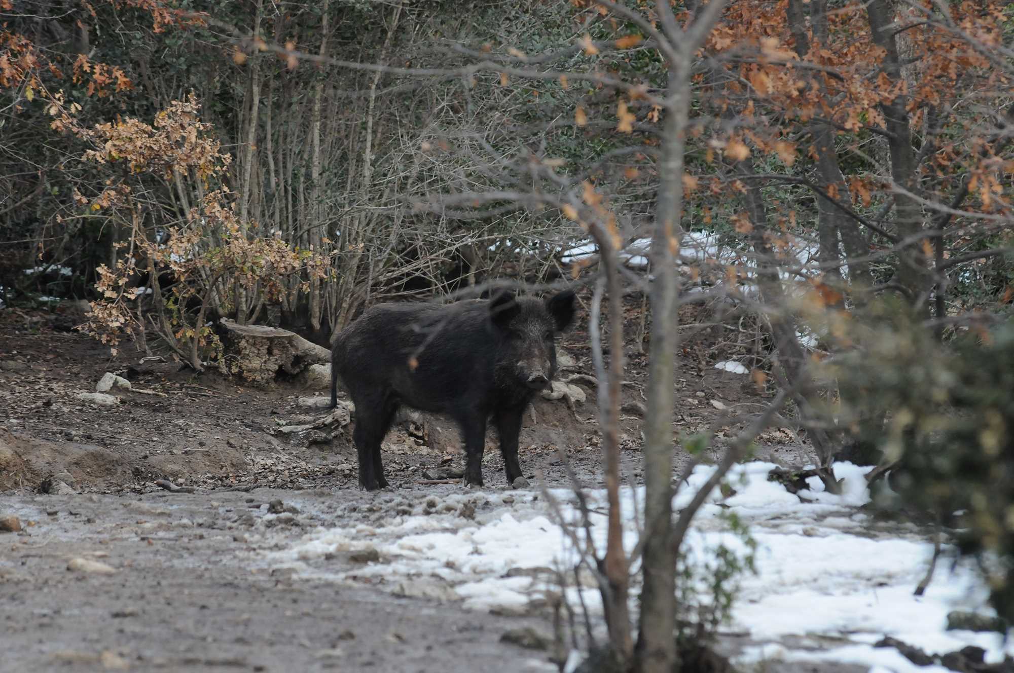 agricoltura: Confagricoltura Toscana: modificare la 157/92 per incrementare gli abbattimenti di ungulati agricoltura: Confagricoltura Toscana: modificare la 157/92 per incrementare gli abbattimenti di ungulati