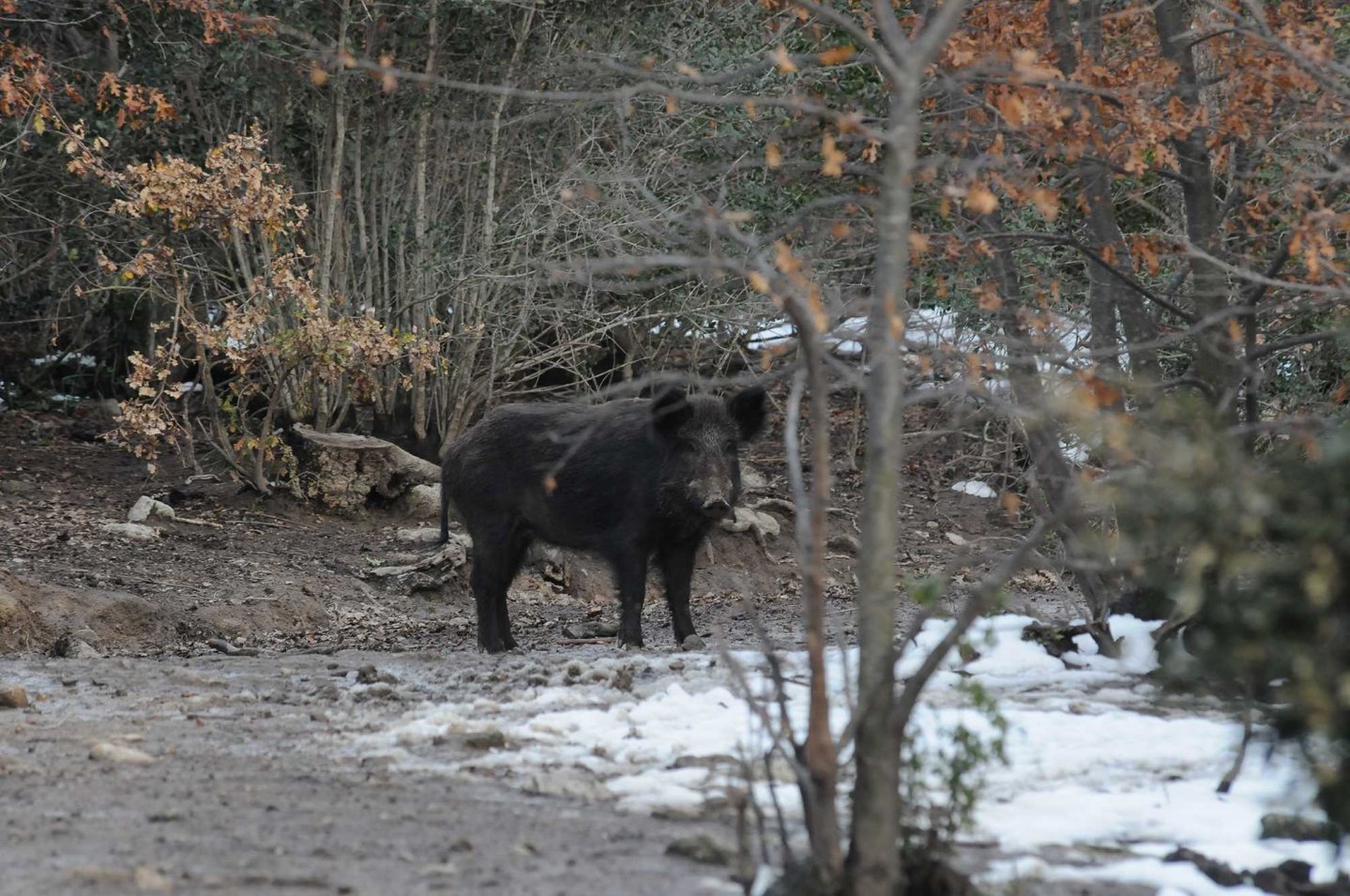 Confagricoltura Toscana: modificare la 157/92 per incrementare gli abbattimenti di ungulati Cinghiale nei boschi