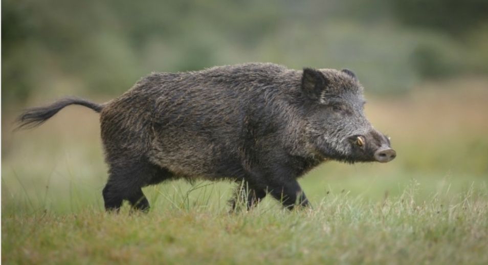 cinghiale: Un vaccino per ridurre il numero dei cinghiali: analisi di una soluzione improbabile cinghiale: Un vaccino per ridurre il numero dei cinghiali: analisi di una soluzione improbabile