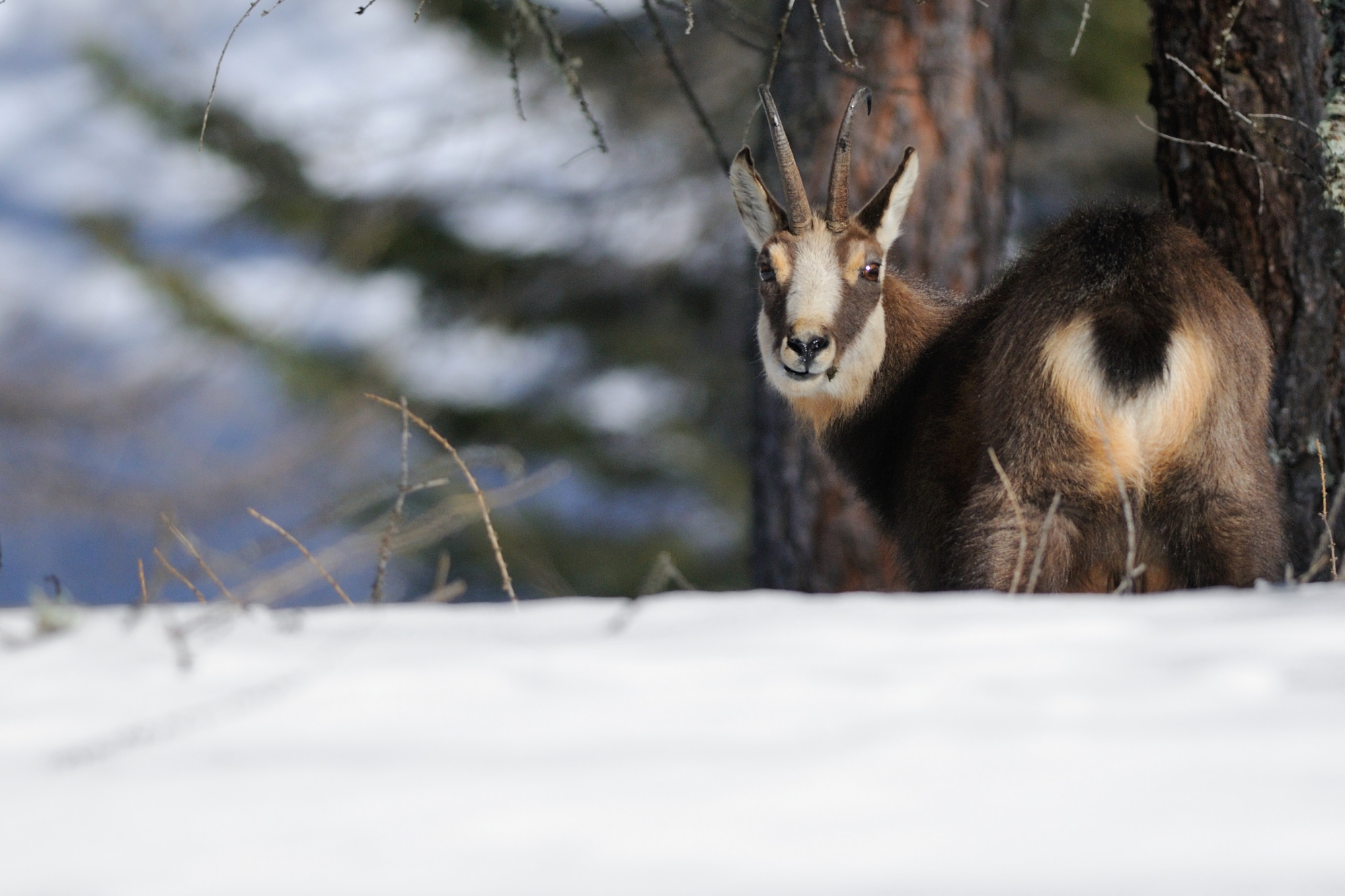 legislazione-venatoria: Valle d’Aosta, l’ascesa delle circoscrizioni venatorie