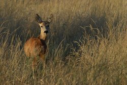 Valle di Fiordimonte: caccia, natura e cinofilia tutto l'anno Caccia ungulati