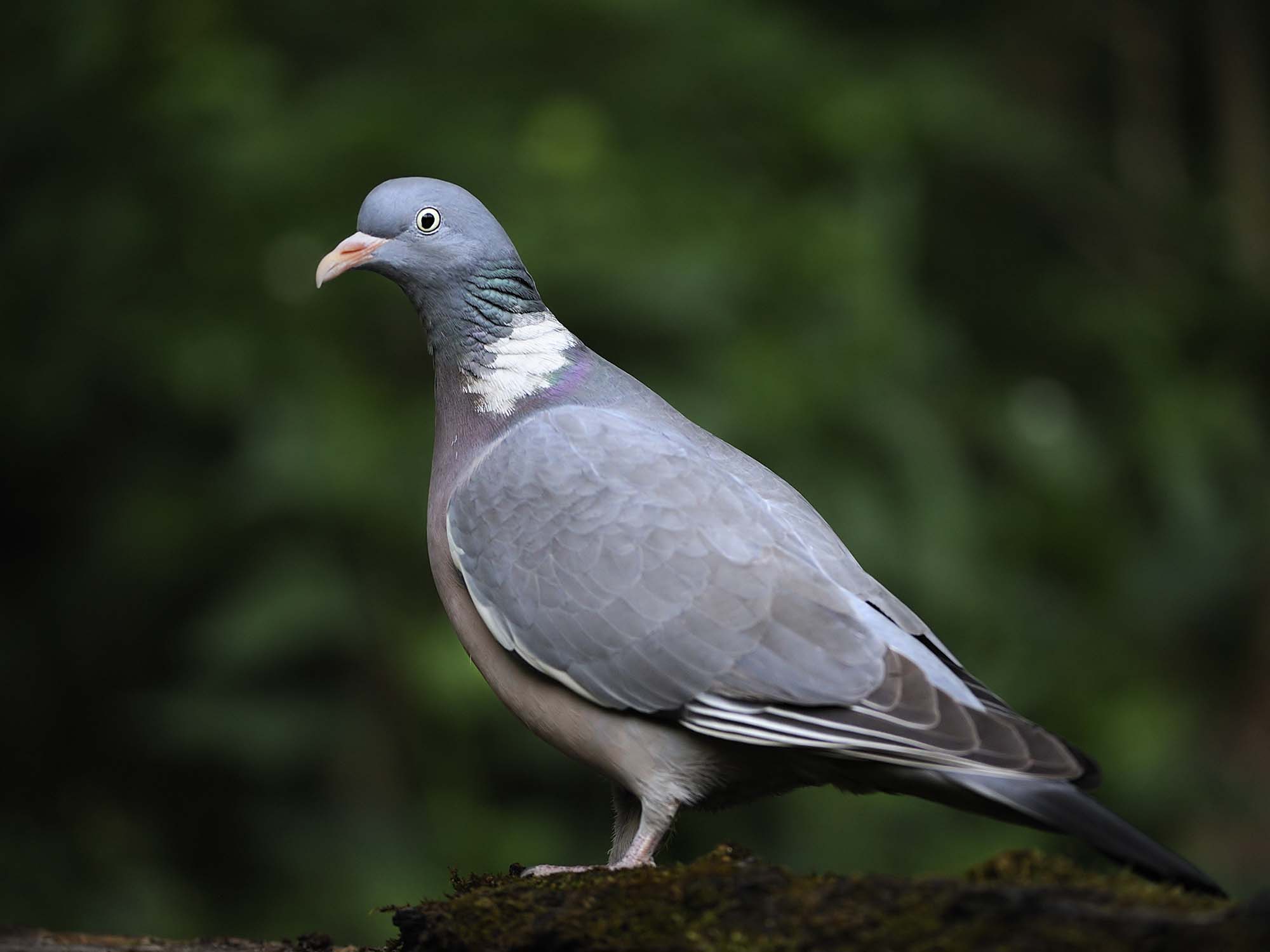 caccia: Veneto, ancora appostamenti: l’Arcicaccia scrive alla Giunta