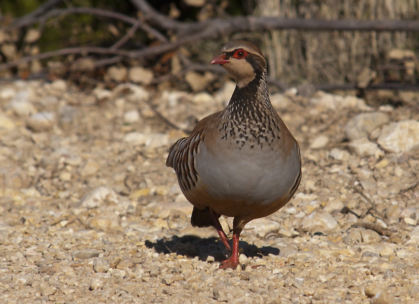 Veneto, a fine aprile convegno sulle prospettive della caccia Pernice rossa