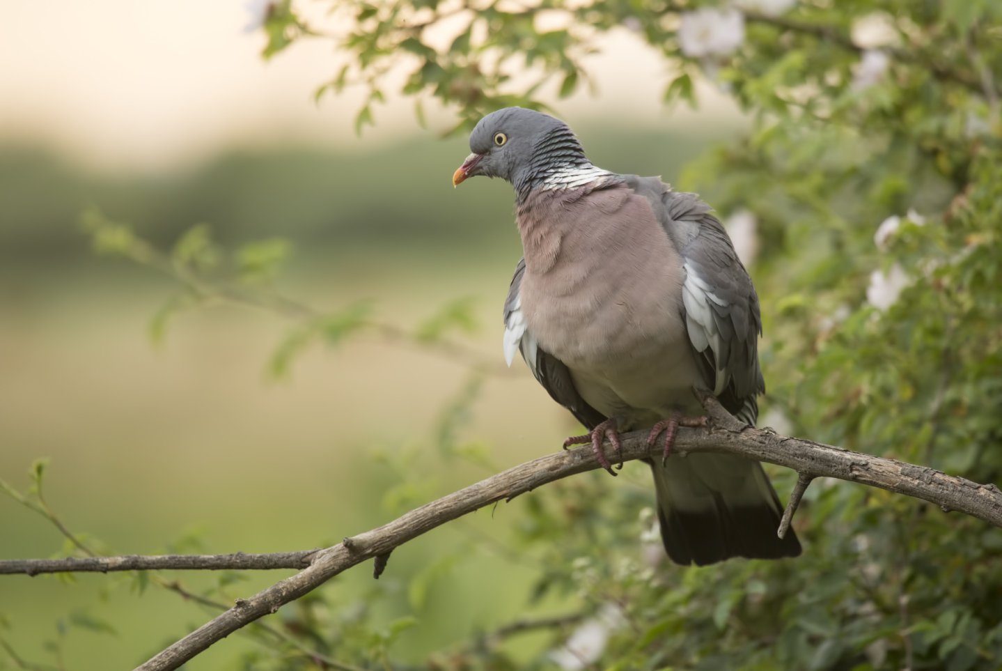 Veneto preapertura colombaccio Columba palumbus su un ramo