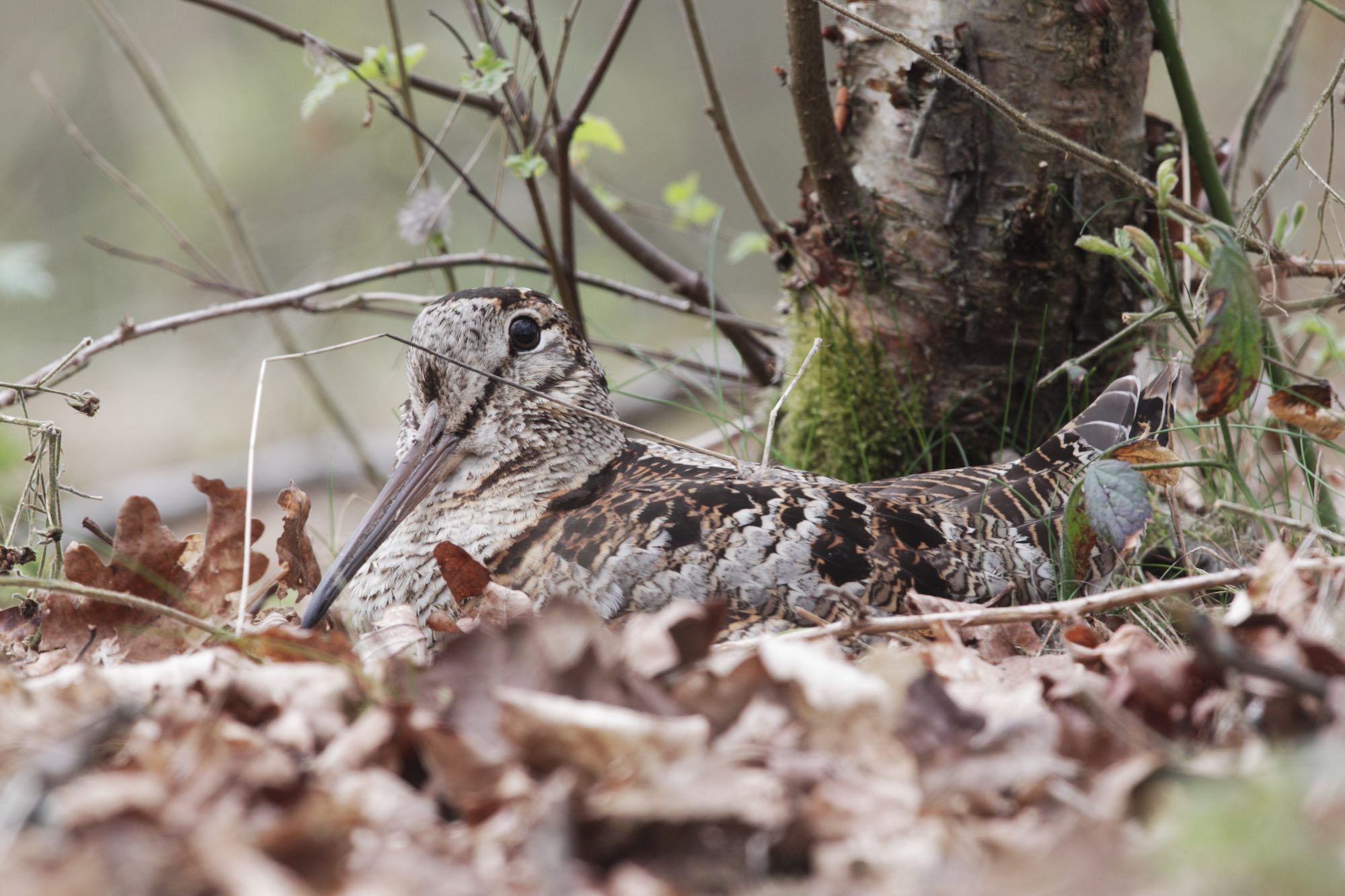 arcicaccia: Veneto: migratoria, scontro tra Berlato e Arcicaccia arcicaccia: Veneto: migratoria, scontro tra Berlato e Arcicaccia
