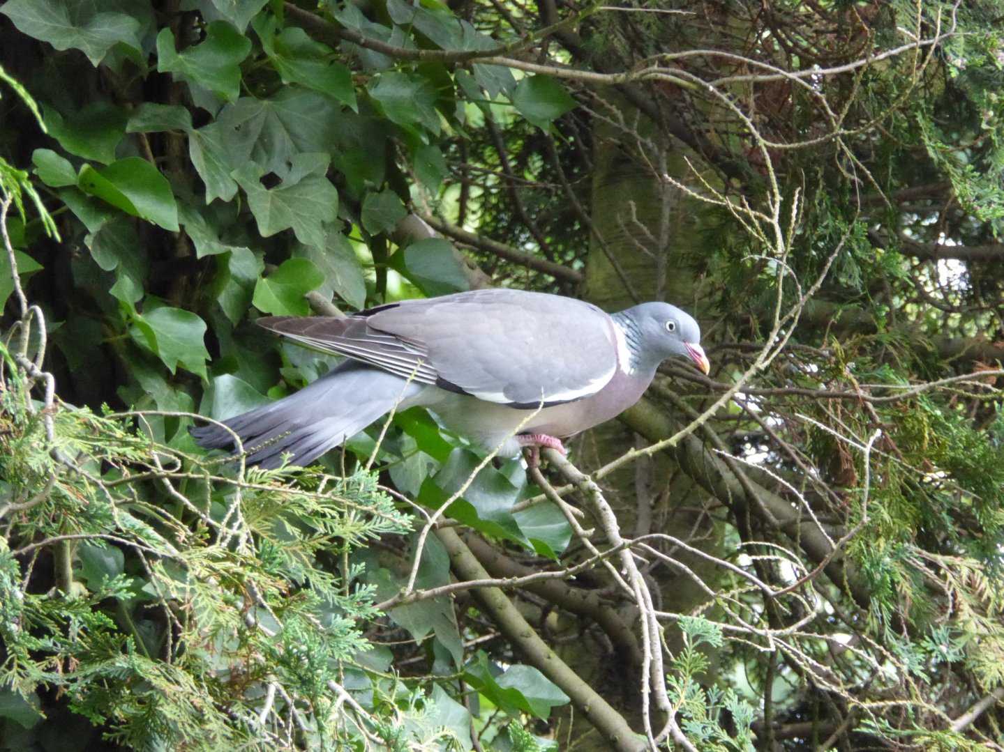 Veneto, polemiche costi caccia e preapertura colombaccio colombo tra foglie di un cedro