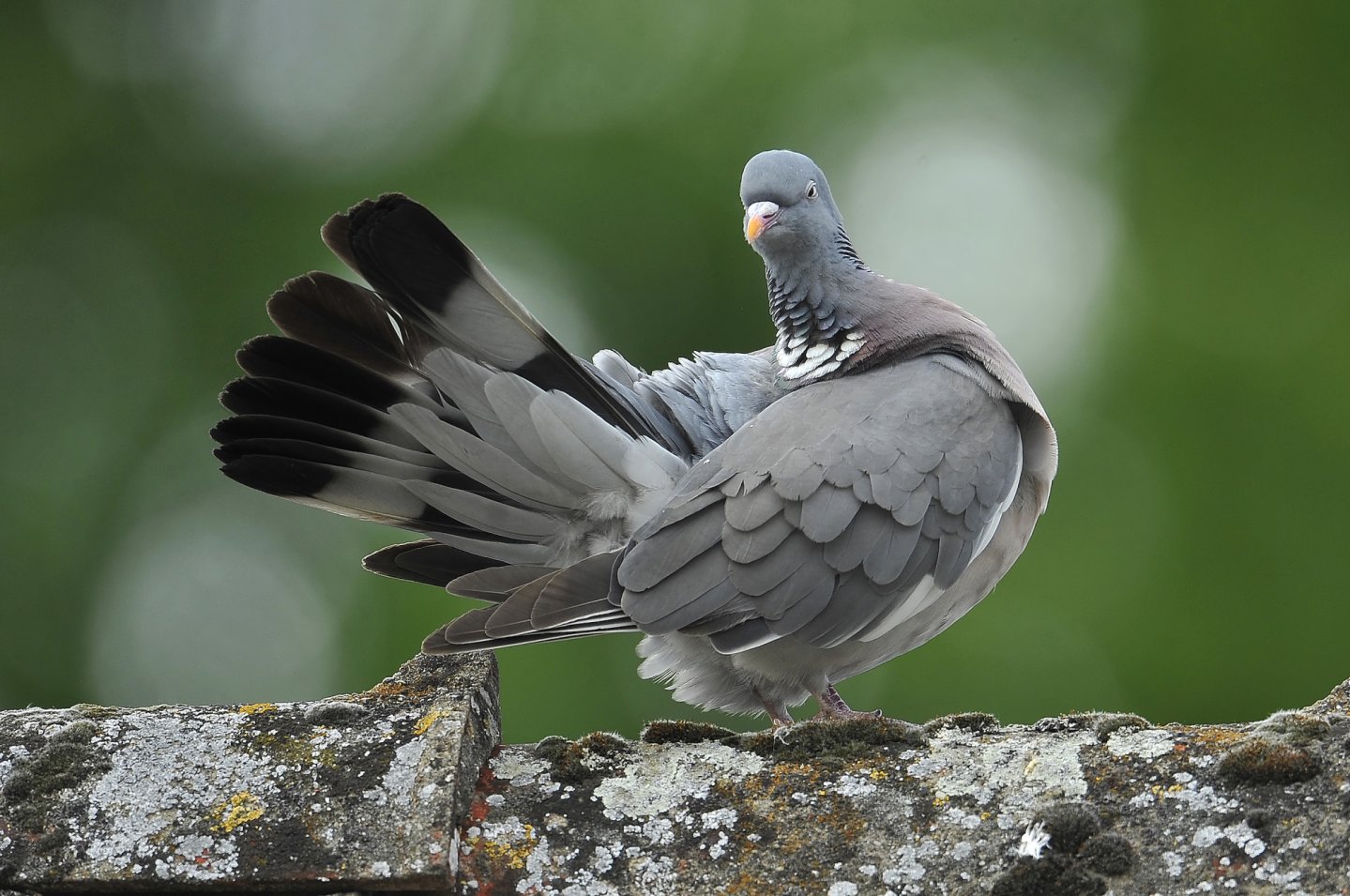 Veneto richiesta preapertura colombaccio colombaccio su roccia con muschio