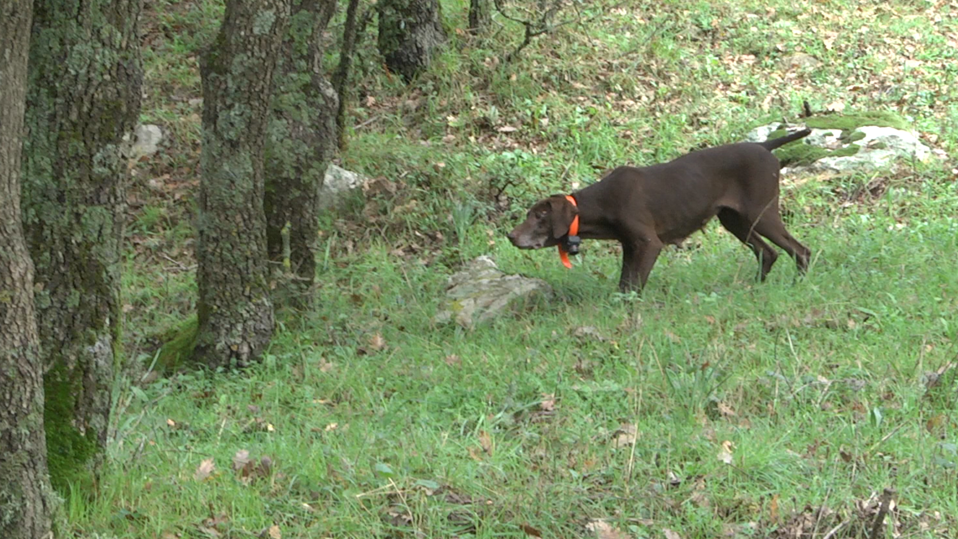 caccia-alle-beccacce: Video: caccia alle beccacce in Sicilia