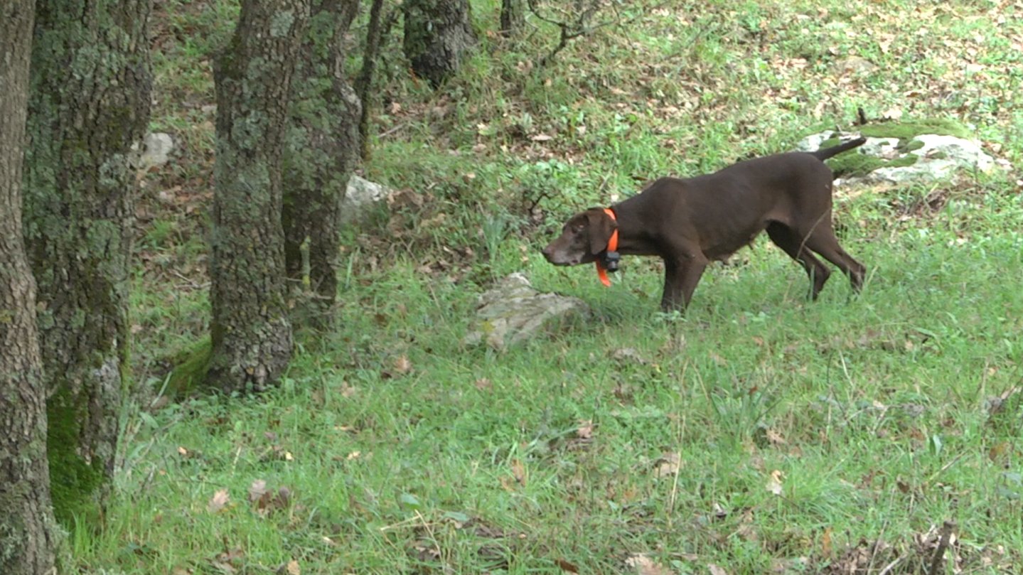 Caccia alle beccacce in Sicilia Cane in ferma